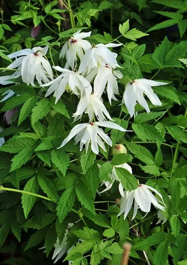 TARHA-ALPPIKÄRHÖ ALBINA PLENA - Kärhöt - 2023109100004 - 1