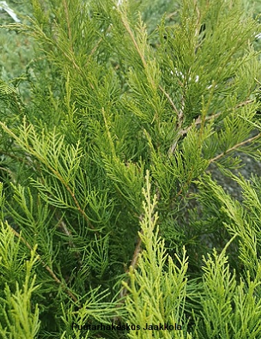 TARHAKATAJA MINT JULEP - Katajat - 2060205700004 - 1