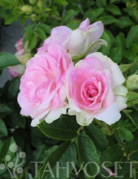 TARHAKURTTURUUSU RITAUSMA - Pensasruusut - 2025640300004 - 2