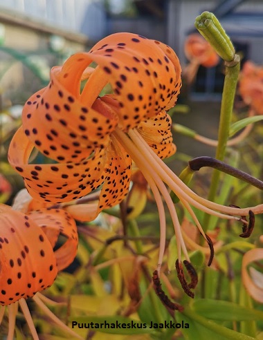 TIIKERILILJA - Muut perennat - 2010159600004 - 1