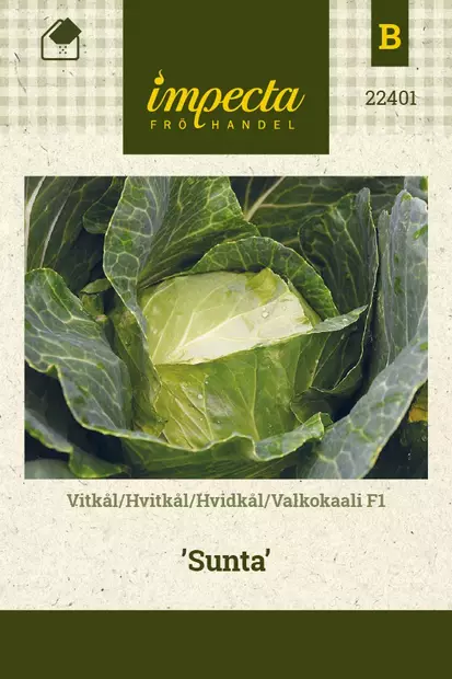 VALKOKAALI SUNTA - Kaalin siemenet - 7332756224014 - 1
