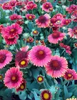 SÄDEKUKKA SPINTOP RED - Muut perennat - 2001738900004 - 1