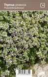 HARMAA-AJURUOHO PSEUDOLANUGINOSUS - Muut perennat - 2034892400004 - 1