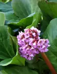 HERTTAVUORENKILPI - Muut perennat - 2099366700004 - 2