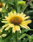 KAUNOPUNAHATTU MELLOW YELLOWS - Muut perennat - 2007875300004 - 1