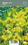 KELTAMAKSARUOHO AUREA - Maksaruohot - 2010233300004 - 1