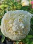 KIINANPIONI BOULE DE NEIGE - Pionit - 2053204800004 - 1