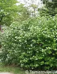 KORISTEARONIA 10 kpl / avojuurinen - Muut pensaat - 2019101800004 - 2