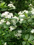 KORISTEARONIA 10 kpl / avojuurinen - Muut pensaat - 2019101800004 - 1