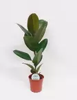 KUMIVIIKUNA ROBUSTA 17 CM RUUKKU - Fiikukset - 2000010700004 - 1