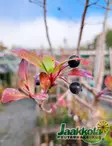 MUSTA-ARONIA rungollinen - Muut lehtipuut - 2030645600004 - 2