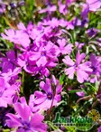 SAMMALLEIMU PURPLE BEAUTY - Leimut - 2034798900004 - 1