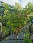 SYYSHORTENSIA SUNDAE FRAISE rungollinen - Hortensiat - 2028420600004 - 1