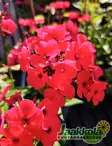 SYYSLEIMU FAMOUS CERISE - Leimut - 2006164100004 - 1
