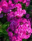 SYYSLEIMU FAMOUS MAGENTA - Leimut - 2056266500004 - 1