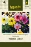 TARHADAALIA REDSKIN MIXED - Muut kesäkukkien siemenet - 7332756232804 - 1