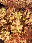 TARHAKEIJUNKUKKA ORANGEBERRY - Keijunkukat - 2010956100004 - 1