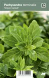 VARJOYRTTI GREEN CARPET - Muut perennat - 2034773600004 - 1
