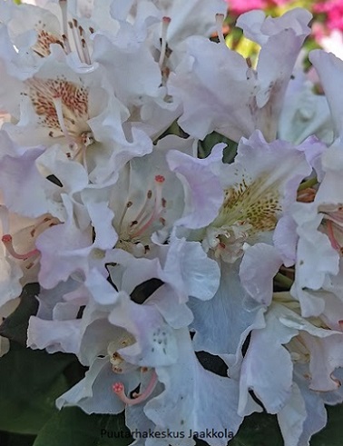 ALPPIRUUSU POHJOLAN TYTÄR - Alppiruusut - 2032071100004 - 1