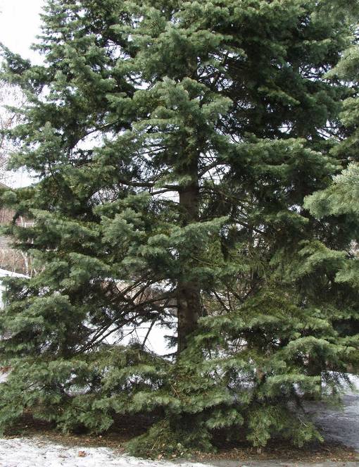 HARMAAPIHTA - Pihdat - 2004516600004 - 1