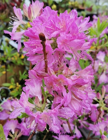 KEVÄTATSALEA - Atsaleat - 2081500600004 - 1