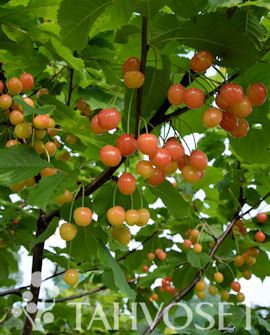 KIRSIKKAPUU MADISSONI ROSA - Kirsikkapuut - 2042196000004 - 1