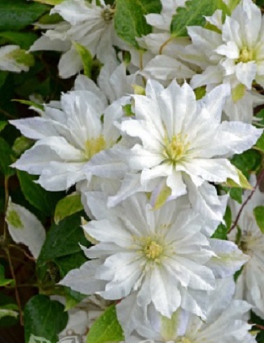 LOISTOKÄRHÖ FIRST LOVE - Kärhöt - 2006010100004 - 1