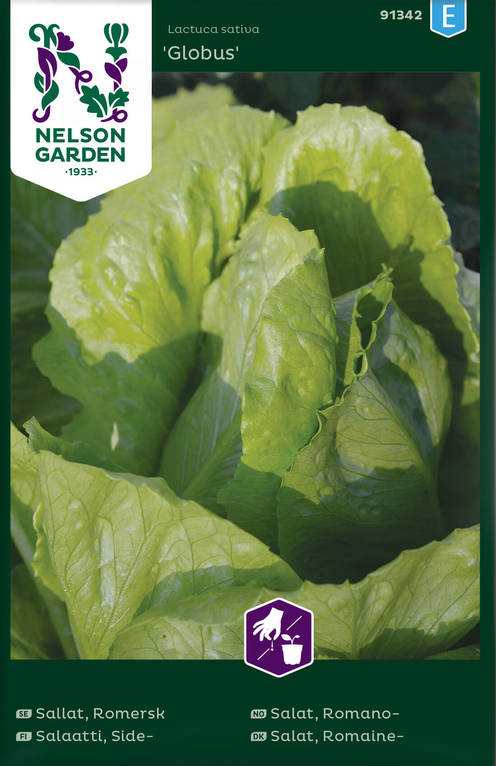 SIDESALAATTI GLOBUS - Salaatin siemenet - 7312600913424 - 1