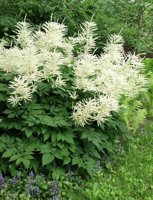 TÖYHTÖANGERVO - Muut perennat - 2001800100004 - 1