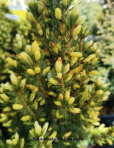 KARTIOVALKOKUUSI DAISY WHITE - Kuuset - 10303104 - 1