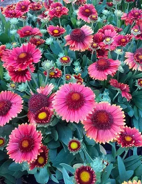 SÄDEKUKKA SPINTOP RED - Muut perennat - 2001738900004 - 1