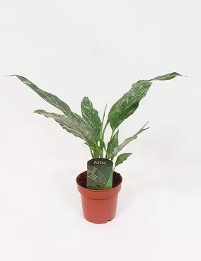 VIIRIVEHKA DIAMOND - Muut viherkasvit - 2011485900004 - 1