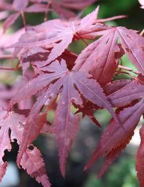 JAPANINVAAHTERA ATROPURPUREUM 060-080 - Vaahterat - 2017663500004 - 1