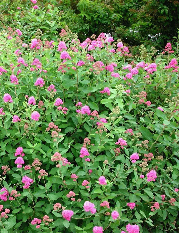 KUNINKAANANGERVO 25 kpl / avojuurinen - Angervot - 2079541400004 - 1