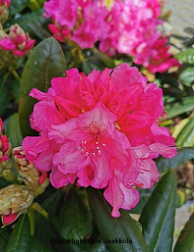 ALPPIRUUSU HAAGA - Alppiruusut - 2030924400004 - 1