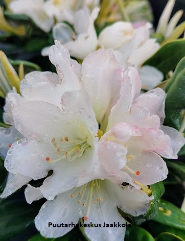 ALPPIRUUSU KULLERVO - Alppiruusut - 2001306400004 - 1