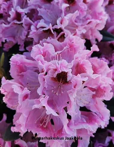 ALPPIRUUSU ROYAL BUTTERFLY - Alppiruusut - 2011199100004 - 1