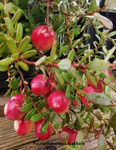 AMERIKANKARPALO RED STAR - Muut marjakasvit - 2001419500004 - 1
