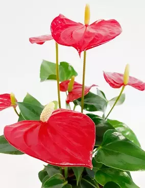 ANDRENFLAMINGONKUKKA RED CHAMPION - Kukkivat viherkasvit - 2026213200004 - 1