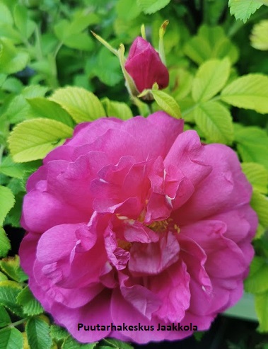 DAVID THOMPSON - Kanadalaiset ruusut - 2005012800004 - 1