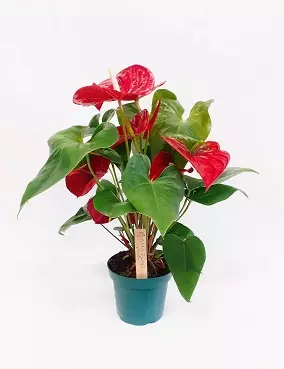 ANDRENFLAMINGONKUKKA NEVADA - Kukkivat viherkasvit - 2000396600004 - 1