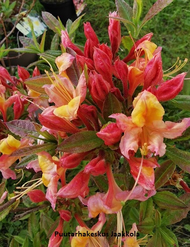 GENTINATSALEA AAMURUSKO - Atsaleat - 2020815000000 - 1