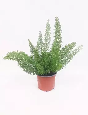 HÄNTÄPARSA - Muut viherkasvit - 2010448300004 - 1