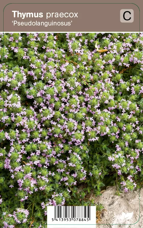 HARMAA-AJURUOHO PSEUDOLANUGINOSUS - Muut perennat - 2034892400004 - 1