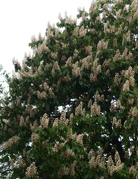 HEVOSKASTANJA 150-250 - Muut lehtipuut - 2073400800004 - 1