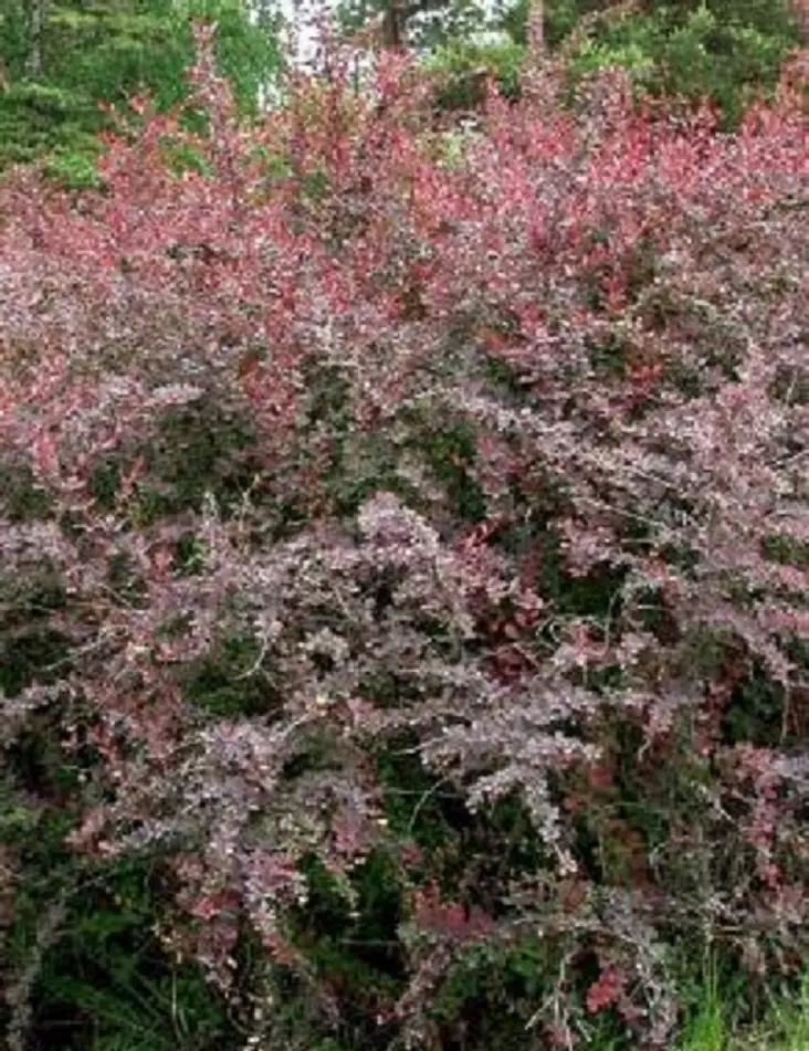 HURMEHAPPOMARJA - Happomarjat - 2021700400004 - 1