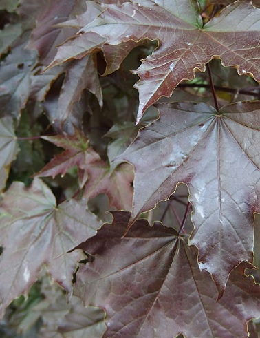 HURMEVAAHTERA FAASSEN´S BLACK - Vaahterat - 2000919100004 - 1