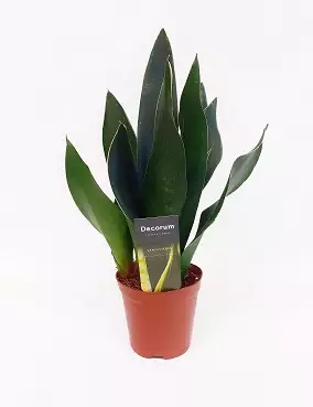 ISOANOPINKIELI BLACK DIAMOND - Anopinkielet - 2069242500004 - 1