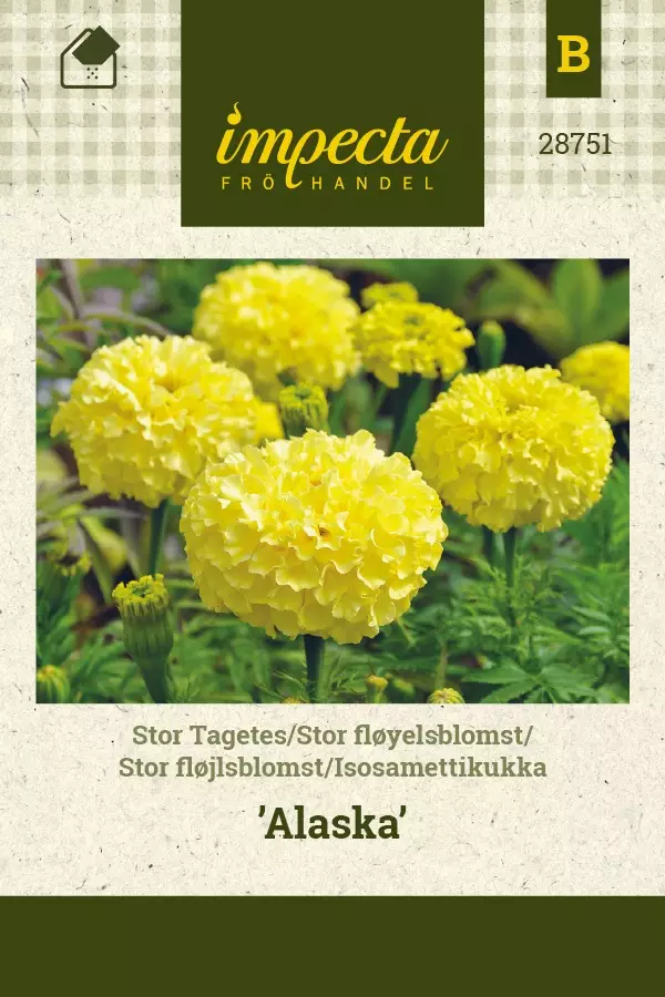 ISOSAMETTIKUKKA ALASKA - Muut kesäkukkien siemenet - 7332756287514 - 1