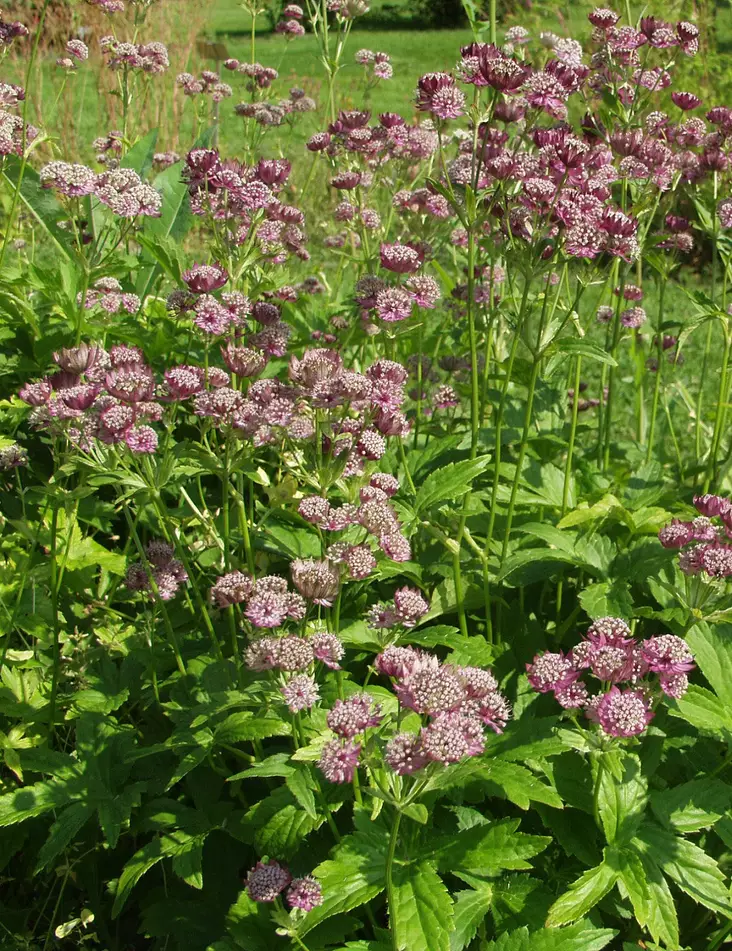 ISOTÄHTIPUTKI RUBRA - Muut perennat - 2034525100004 - 1